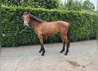 Belgijski koń gorącokrwisty, Klacz, 2 lat, 160 cm, Gniada