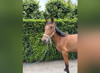 Belgijski koń gorącokrwisty, Klacz, 2 lat, 160 cm, Gniada