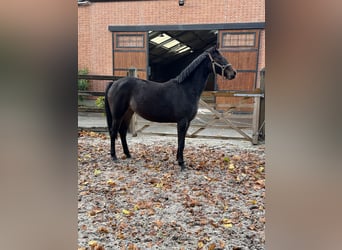 Belgijski koń gorącokrwisty, Klacz, 2 lat, 168 cm, Ciemnogniada