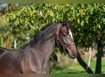 Belgijski koń gorącokrwisty, Klacz, 2 lat, 168 cm, Ciemnogniada