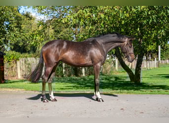 Belgijski koń gorącokrwisty, Klacz, 2 lat, 168 cm, Ciemnogniada