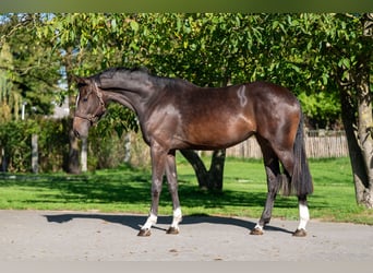 Belgijski koń gorącokrwisty, Klacz, 2 lat, 168 cm, Ciemnogniada