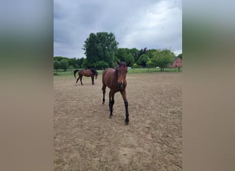 Belgijski koń gorącokrwisty, Klacz, 2 lat, 170 cm, Gniada