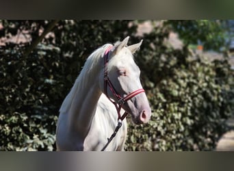 Belgijski koń gorącokrwisty, Klacz, 3 lat, 152 cm, Cremello