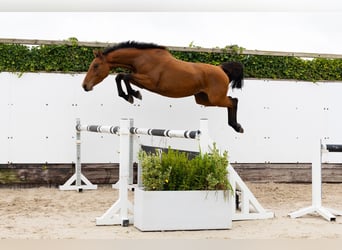 Belgijski koń gorącokrwisty, Klacz, 3 lat, 153 cm, Kara