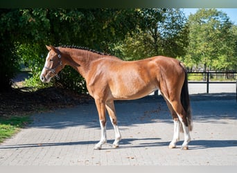 Belgijski koń gorącokrwisty, Klacz, 3 lat, 156 cm, Gniada