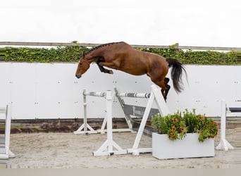 Belgijski koń gorącokrwisty, Klacz, 3 lat, 157 cm, Gniada