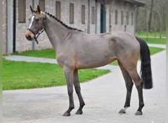 Belgijski koń gorącokrwisty, Klacz, 3 lat, 160 cm, Gniada