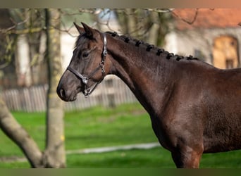 Belgijski koń gorącokrwisty, Klacz, 3 lat, 160 cm