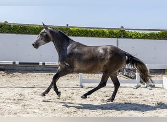 Belgijski koń gorącokrwisty, Klacz, 3 lat, 163 cm, Siwa