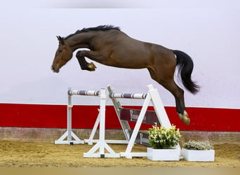 Belgijski koń gorącokrwisty, Klacz, 3 lat, 164 cm, Gniada