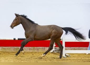 Belgijski koń gorącokrwisty, Klacz, 3 lat, 164 cm, Gniada