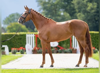 Belgijski koń gorącokrwisty, Klacz, 3 lat, 164 cm, Kasztanowata
