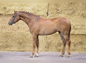 Belgijski koń gorącokrwisty, Klacz, 3 lat, 165 cm