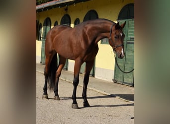 Belgijski koń gorącokrwisty, Klacz, 3 lat, 167 cm, Gniada