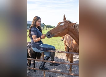 Belgijski koń gorącokrwisty, Klacz, 3 lat, 167 cm, Kasztanowata