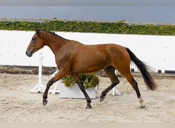 Belgijski koń gorącokrwisty, Klacz, 3 lat, 168 cm, Gniada