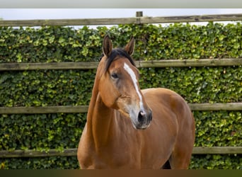 Belgijski koń gorącokrwisty, Klacz, 3 lat, 168 cm, Gniada