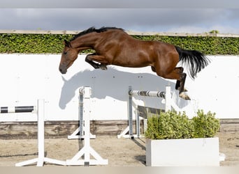 Belgijski koń gorącokrwisty, Klacz, 3 lat, 168 cm, Gniada