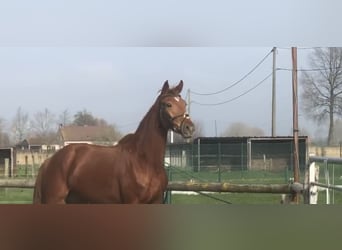 Belgijski koń gorącokrwisty, Klacz, 3 lat, 168 cm, Kasztanowata