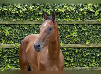 Belgijski koń gorącokrwisty, Klacz, 3 lat, 169 cm, Gniada