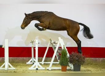 Belgijski koń gorącokrwisty, Klacz, 3 lat, 170 cm, Gniada