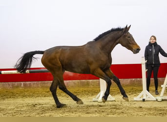 Belgijski koń gorącokrwisty, Klacz, 3 lat, 170 cm, Gniada