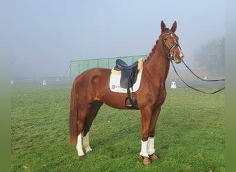 Belgijski koń gorącokrwisty, Klacz, 3 lat, 170 cm, Kasztanowata