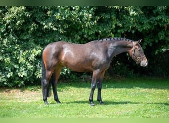 Belgijski koń gorącokrwisty, Klacz, 3 lat, Ciemnogniada