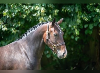 Belgijski koń gorącokrwisty, Klacz, 3 lat, Ciemnogniada