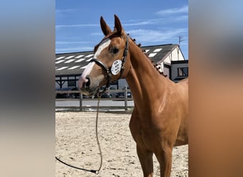 Belgijski koń gorącokrwisty, Klacz, 3 lat, Kasztanowata
