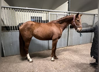 Belgijski koń gorącokrwisty, Klacz, 4 lat, 155 cm, Kasztanowata