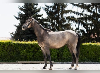 Belgijski koń gorącokrwisty, Klacz, 4 lat, 159 cm