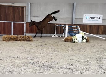 Belgijski koń gorącokrwisty, Klacz, 4 lat, 162 cm, Ciemnogniada