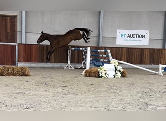 Belgijski koń gorącokrwisty, Klacz, 4 lat, 162 cm, Ciemnogniada