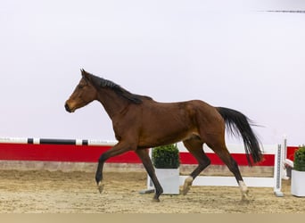 Belgijski koń gorącokrwisty, Klacz, 4 lat, 162 cm, Gniada