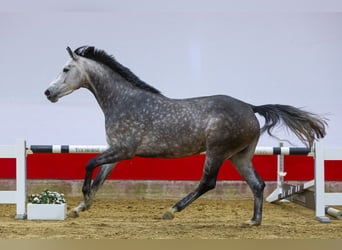 Belgijski koń gorącokrwisty, Klacz, 4 lat, 162 cm, Gniada