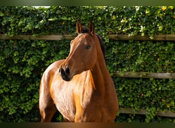 Belgijski koń gorącokrwisty, Klacz, 4 lat, 162 cm, Gniada