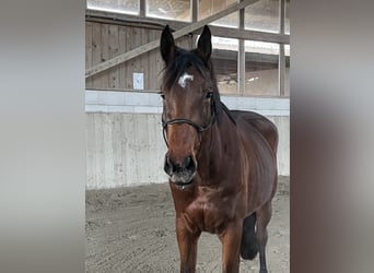 Belgijski koń gorącokrwisty, Klacz, 4 lat, 163 cm