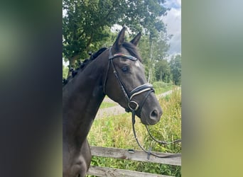 Belgijski koń gorącokrwisty, Klacz, 4 lat, 164 cm, Kara