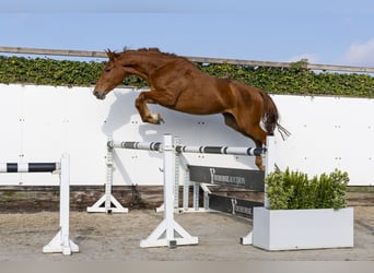 Belgijski koń gorącokrwisty, Klacz, 4 lat, 165 cm