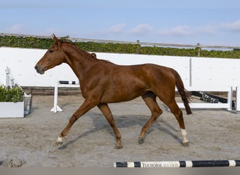 Belgijski koń gorącokrwisty, Klacz, 4 lat, 165 cm