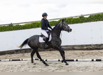 Belgijski koń gorącokrwisty, Klacz, 4 lat, 165 cm, Siwa