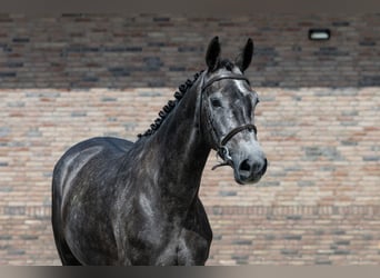 Belgijski koń gorącokrwisty, Klacz, 4 lat, 165 cm, Siwa