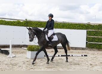 Belgijski koń gorącokrwisty, Klacz, 4 lat, 165 cm, Siwa