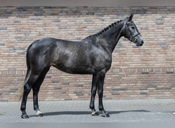 Belgijski koń gorącokrwisty, Klacz, 4 lat, 165 cm, Siwa