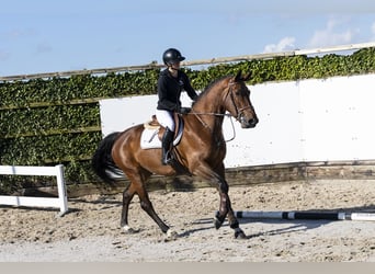 Belgijski koń gorącokrwisty, Klacz, 4 lat, 168 cm, Gniada