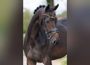 Belgijski koń gorącokrwisty, Klacz, 4 lat, 168 cm, Gniada