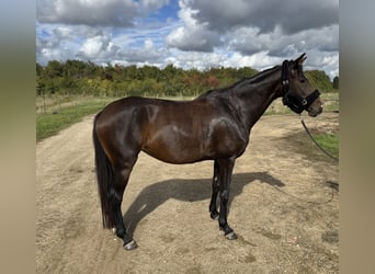 Belgijski koń gorącokrwisty, Klacz, 4 lat, 168 cm, Kasztanowata