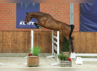 Belgijski koń gorącokrwisty, Klacz, 4 lat, 170 cm, Gniada